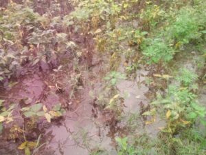 Cotton stalks and soybean soil