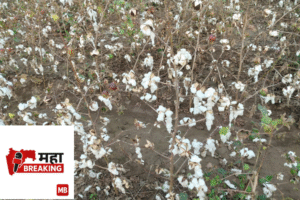 white gold' turned black