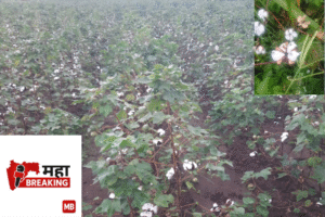 'white gold' turned black