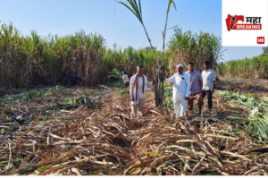 obtained a yield of 71 tons of sugarcane