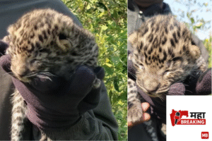 The discovery of a leopard