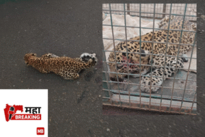 A leopard cub was injured