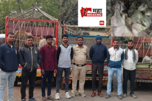 Cruel transportation of cattle