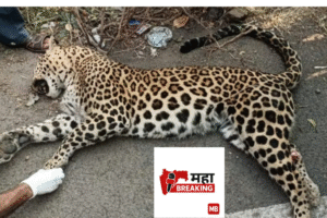leopard died