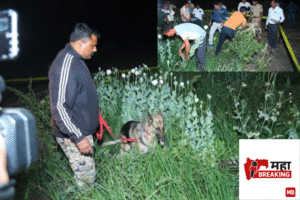 Opium cultivation uncovered 