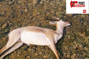Blackbuck dies