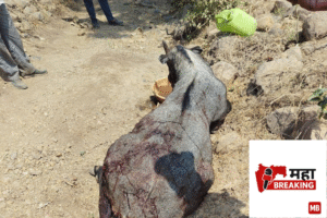 Leopard Creates Panic