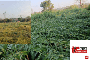 Agriculture Devastated by Hailstorm