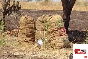 Turmeric Seed Stock Stolen