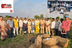 Opium Plants Cultivated