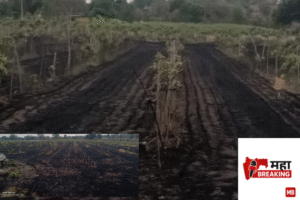 A hectare of mango orchard