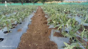 Battered by Hailstorm