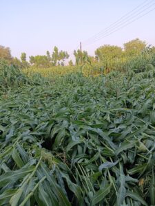  farmers face a crisis