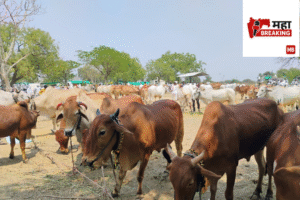 Rural Livestock Population