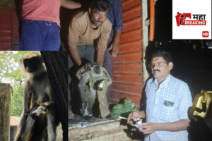 Monkey and Its Offspring Seriously Injured