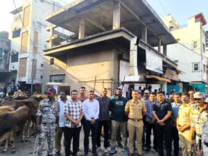 Cattle Smugglers in Akola