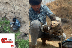 Successful Rescue of Fox
