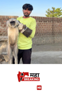 Monkey Injured