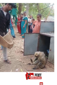 Deforestation drives monkeys