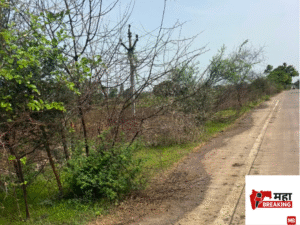Thorny bushes overrun