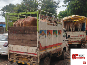 Cattle being taken