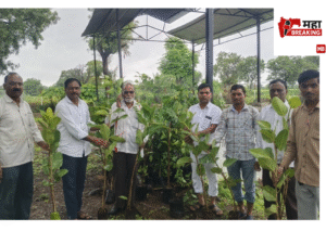 Planting of 227 trees