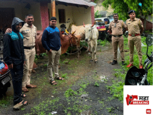 illegal transport of cattle