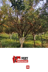 Ambiya Bahar