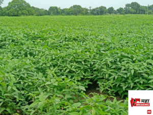 Soybean crop
