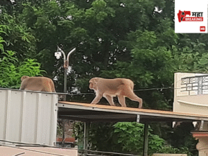 Monkey jumps