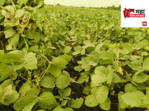 soyabin crop