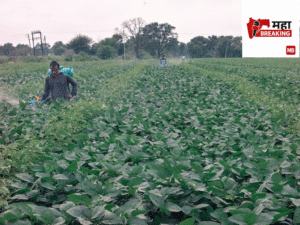 Soybean