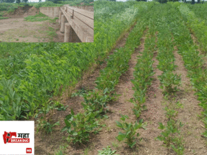 Kharif crops