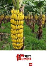 Banana