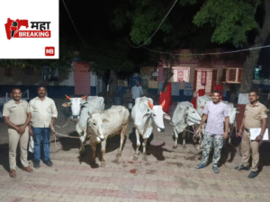 six oxen