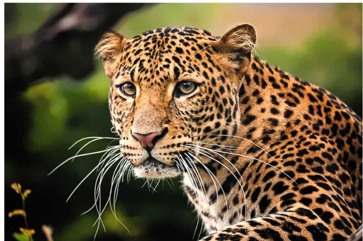 Leopard attacks goat