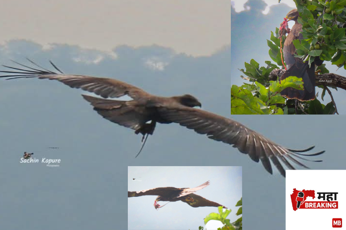 African 'Wahlberg's eagle'