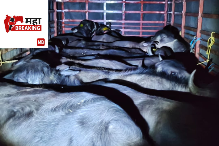 Buffaloes being transported