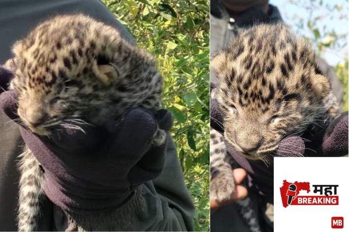 The discovery of a leopard