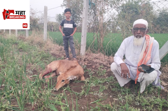 Farmer saves life of Nilgai Padas