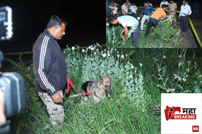 Opium cultivation uncovered
