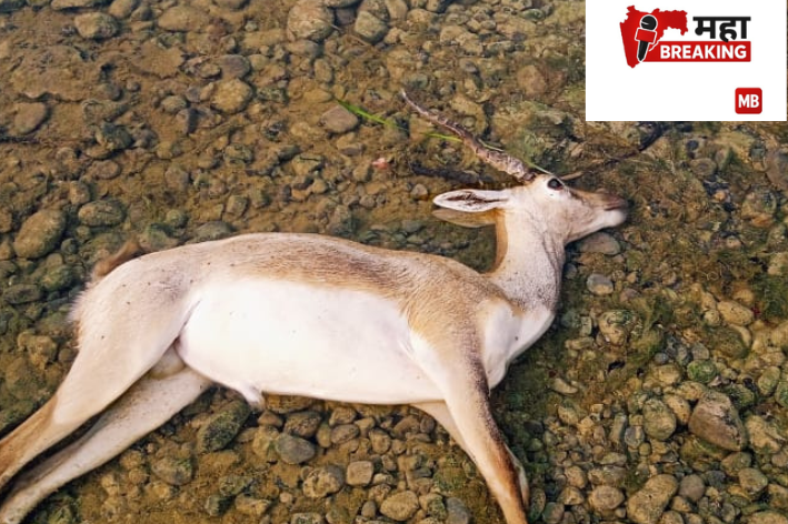 Blackbuck dies