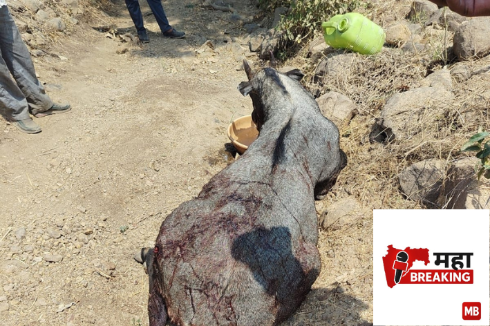 Leopard Creates Panic