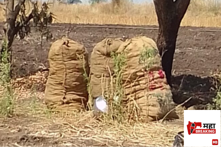 Turmeric Seed Stock Stolen