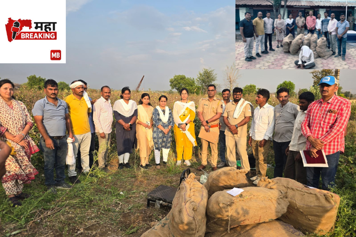 Opium Plants Cultivated