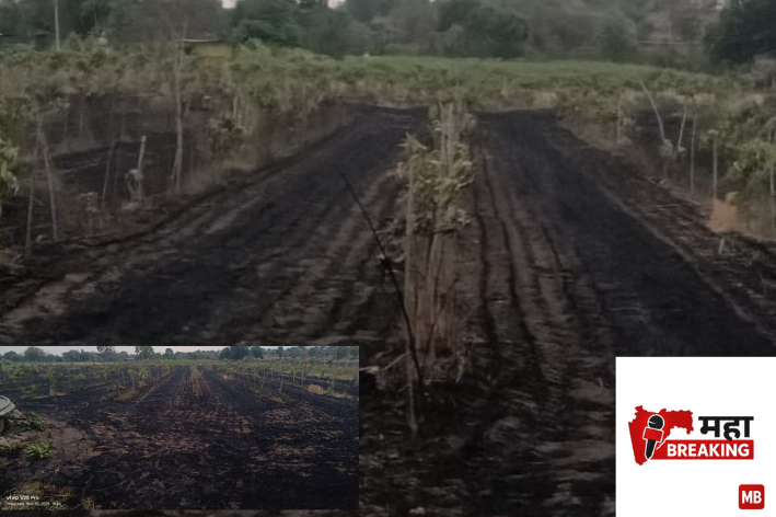 A hectare of mango orchard