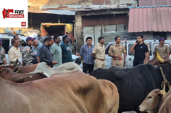 Cattle Smugglers in Akola