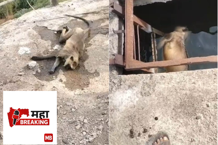 dead monkey
