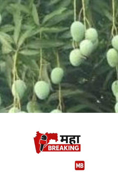 mangoes has become a rarity