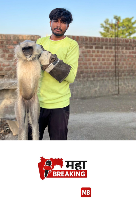 Monkey Injured
